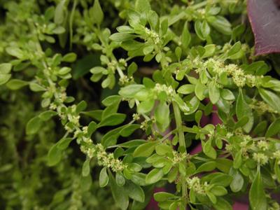 pilea cadierii
